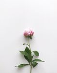 牡丹花