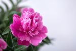 牡丹花