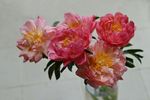 牡丹花
