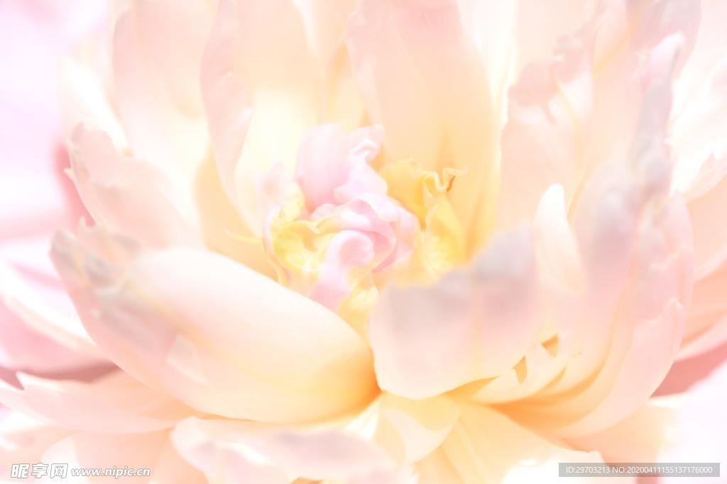 牡丹花