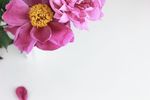 牡丹花