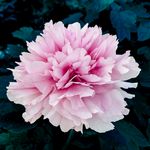 牡丹花