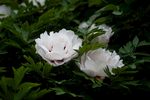 牡丹花
