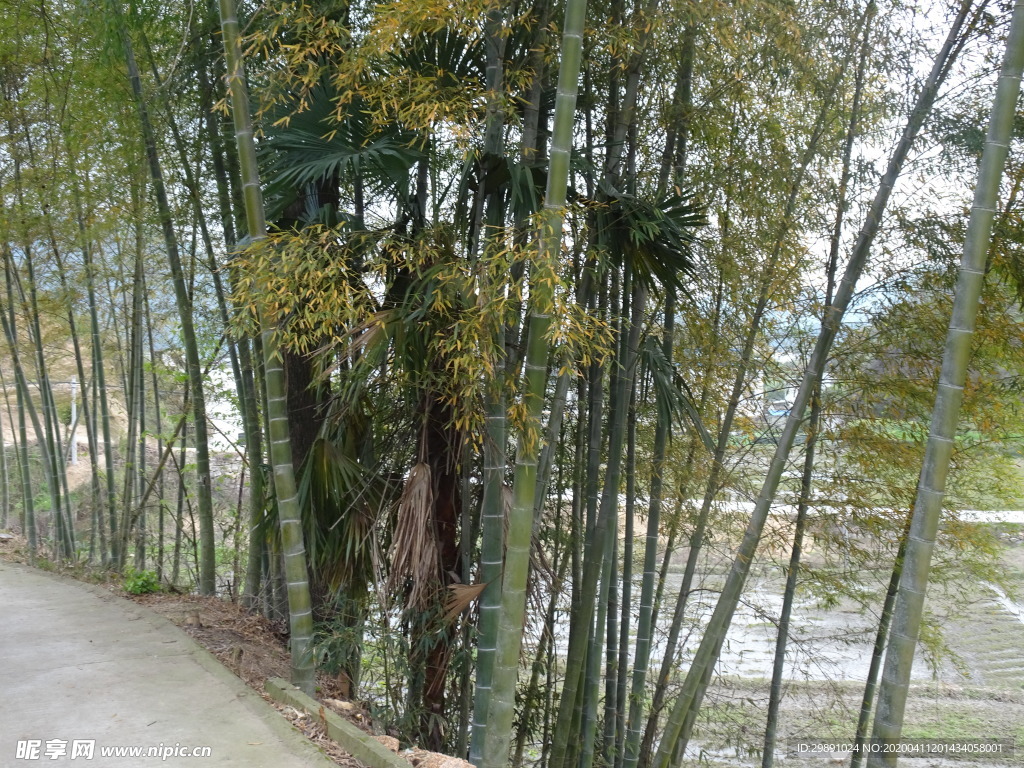 竹林