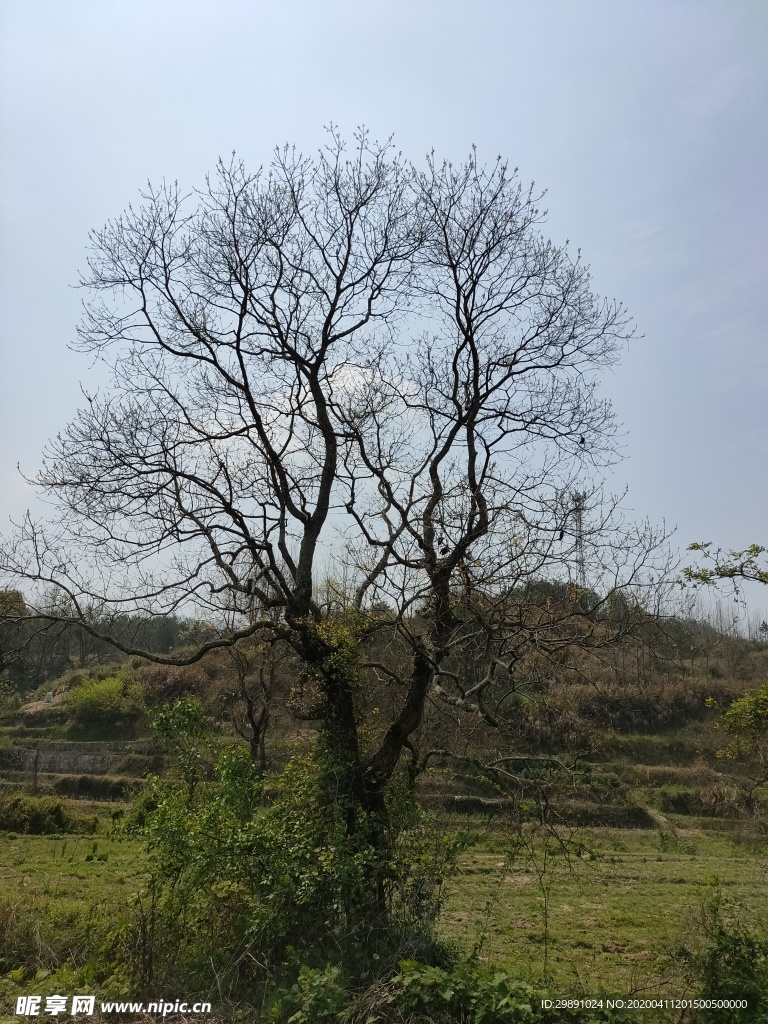 枯树