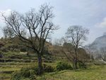 山村