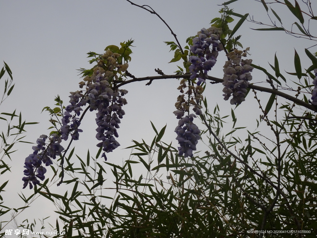 葛花