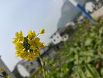 油菜花