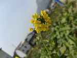 油菜花
