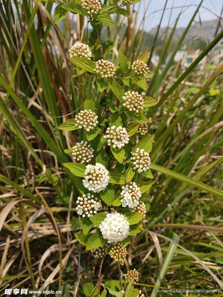 野花