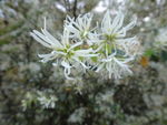鲜花