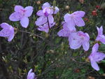鲜花