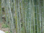 竹林