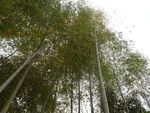 竹林