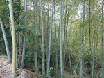 竹林