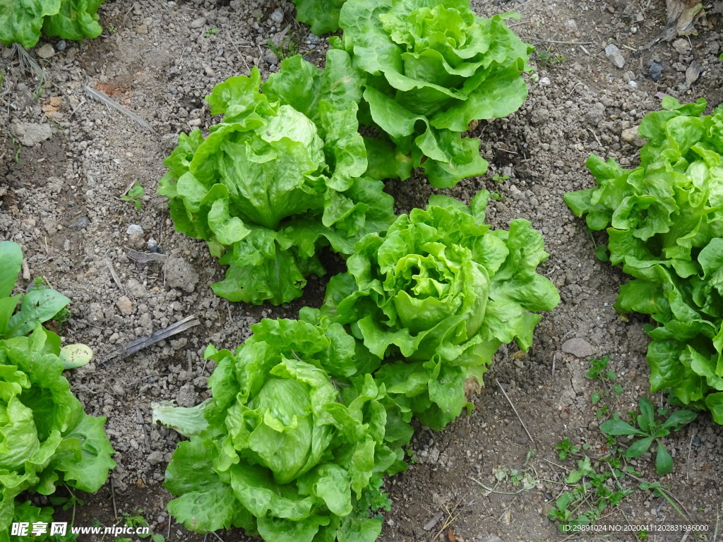 生菜