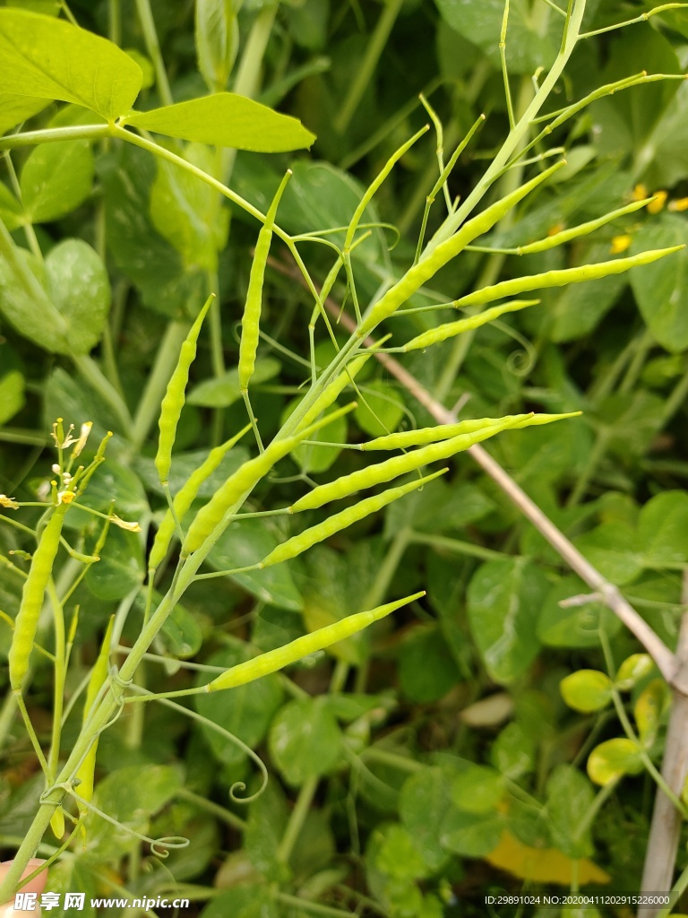 菜籽
