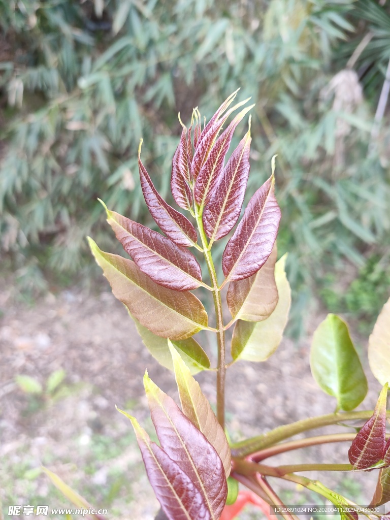 香椿