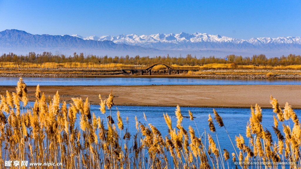 湿地风景