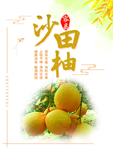 沙田柚海报