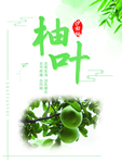 沙田柚 柚子 柚叶海报