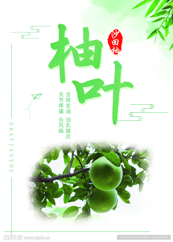 沙田柚 柚子 柚叶海报