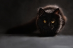 黑猫