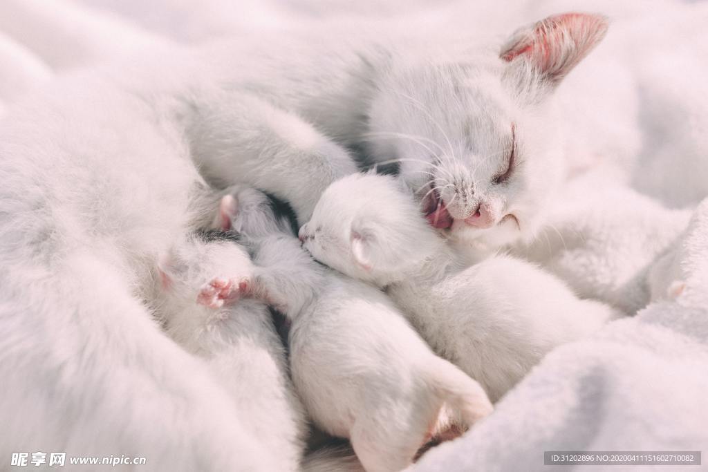 猫