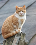 猫