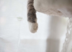 猫爪