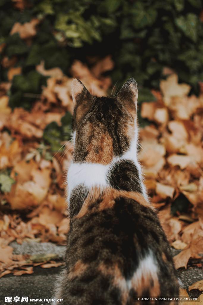 猫