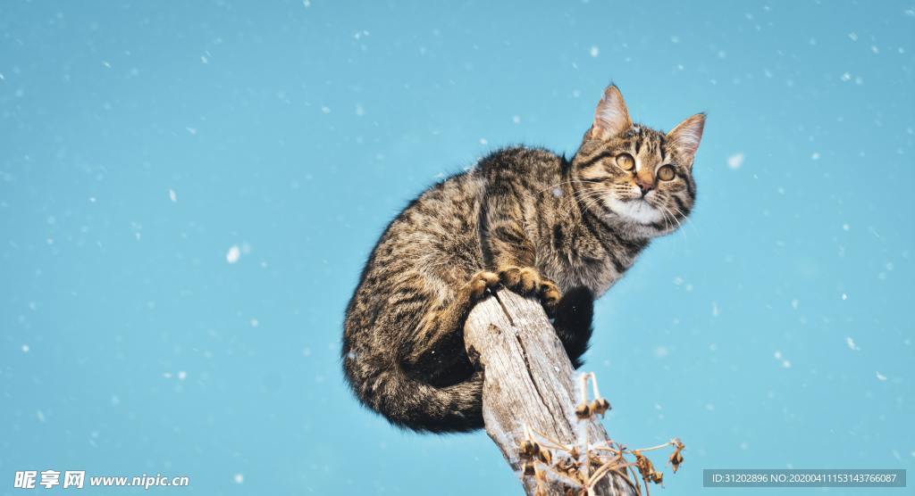 猫