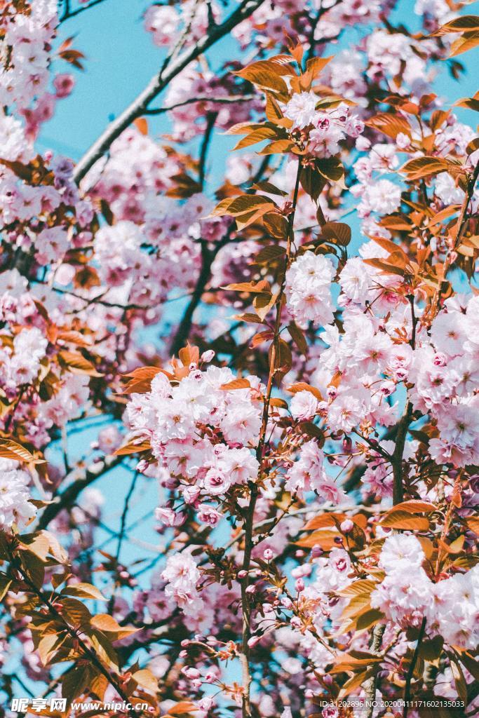 桃花