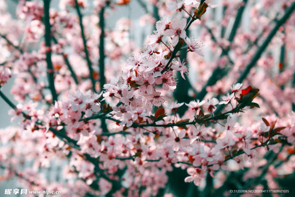桃花