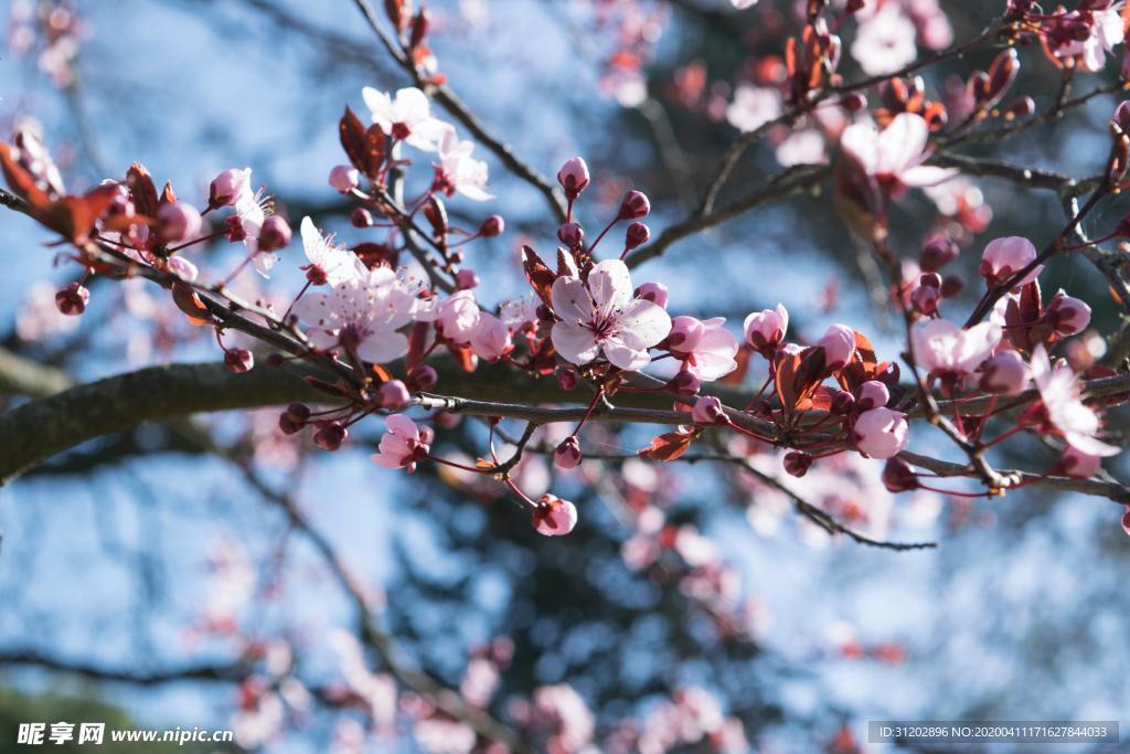 桃花