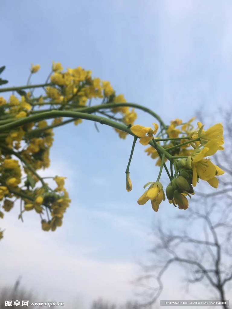 油菜花