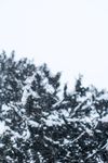 雪景