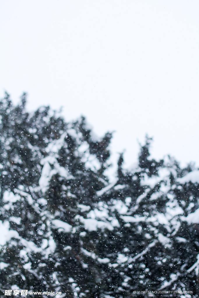 雪景