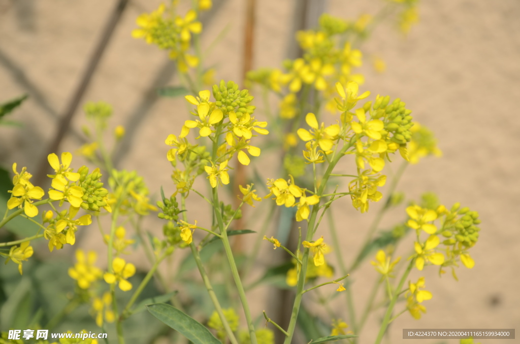 油菜花