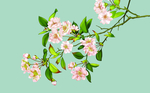花