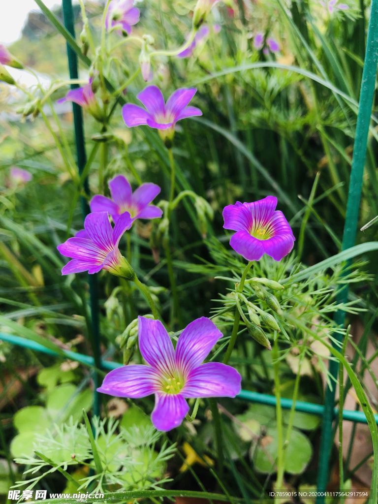 红花酢浆草