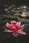 莲花