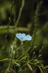 蓝色小花
