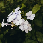 蓝雪花