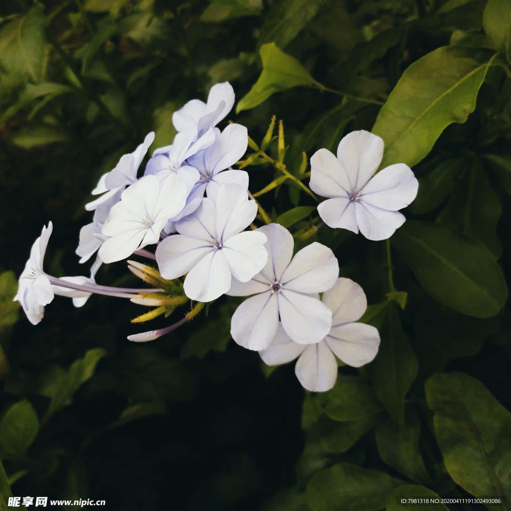蓝雪花