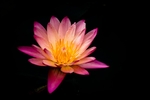 莲花