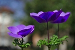 银莲花