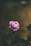 月季