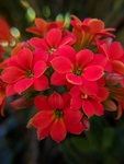 长寿花