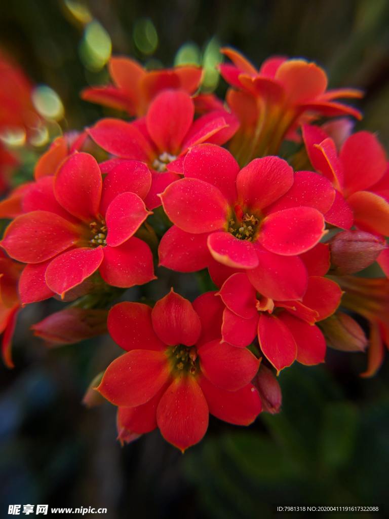 长寿花